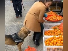 Watch: Adorable Dog Shopping For Oranges In The Market Will Win Your Heart Watch: Adorable Dog Shopping For Oranges In The Market Will Win Your Heart