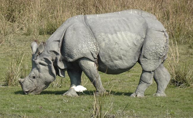 Rhino Carcass With Missing Horn Found In Assam's Kaziranga National Park