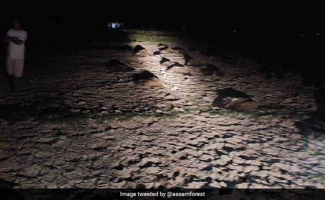 Nearly 100 Endangered Vultures Found Dead, Many Others Critical In Assam