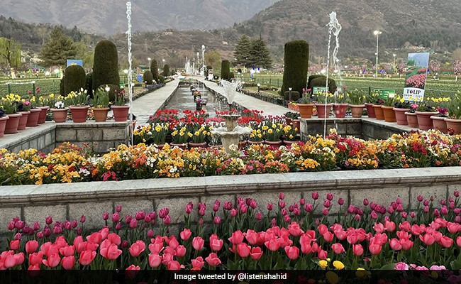 Asia's Largest Tulip Garden Opens In J&K's Srinagar