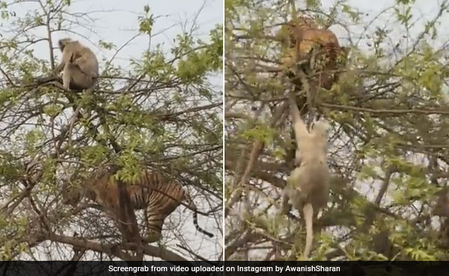 बाघ करने जा रहा था Attack, लंगूर ने जान बचाने के लिए चली चाल, अपने ही जाल में फंस गया टाइगर