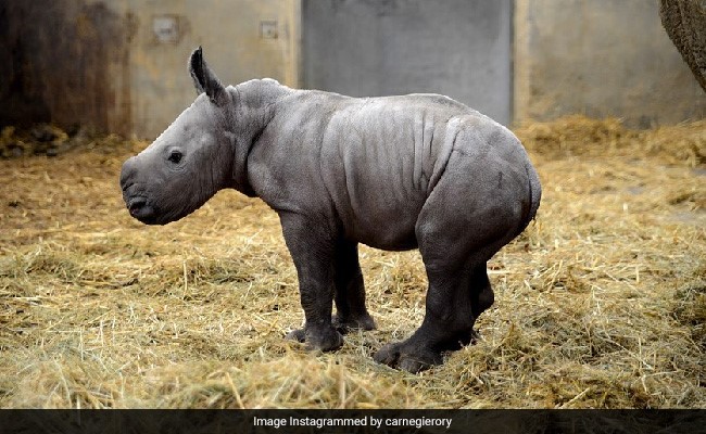 Rhino Named "Queenie" To Mark Queen Elizabeth II's 70 Years On The Throne