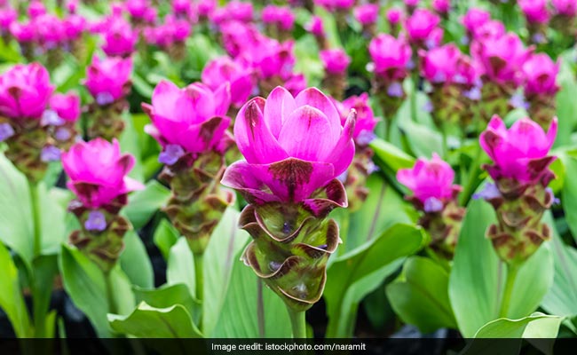 Vastu Tips: जानिए घर में हल्दी का पौधा लगाने के बारे में क्या कहता है वास्तु का गणित