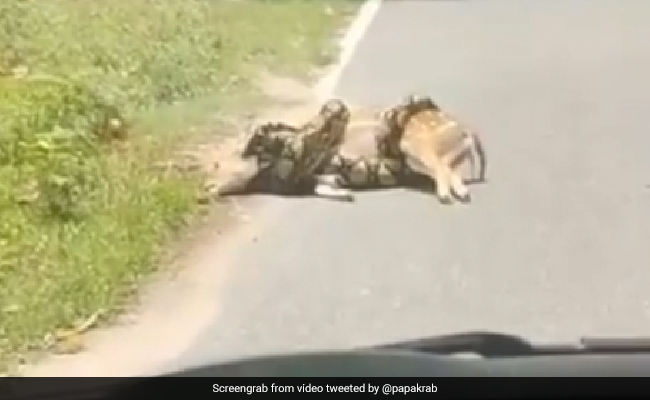 हिरण को जिंदा निगलने वाला था अजगर, बचाने चला शख्स, फिर जो हुआ, Video देख रूह कांप जाएगी