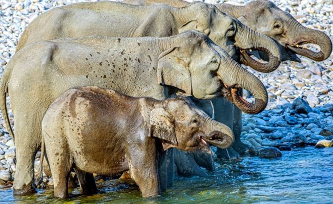 इस तस्वीर में कितने हाथी हैं, अभी तक कोई सही जवाब नहीं दे पाया है