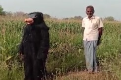 Telangana Man In Bear Costume Fends Crop From Wild Animals Telangana Man In Bear Costume Fends Crop From Wild Animals