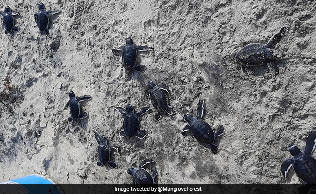 Green Sea Turtle Nesting Site Documented For First Time In Maharashtra