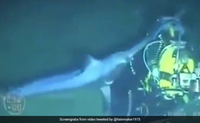 Watch: Diver Attacked By Swordfish In Shocking Video