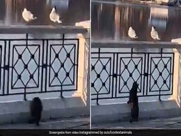 चिड़िया के शिकार को घात लगाए बैठी थी बिल्ली, तभी मिल गया ये इनाम, VIDEO देख हो जाएंगे हंस-हंस के लोटपोट चिड़िया के शिकार को घात लगाए बैठी थी बिल्ली, तभी मिल गया ये इनाम, VIDEO देख हो जाएंगे हंस-हंस के लोटपोट