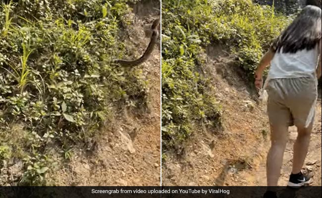 Watch: Hikers Scream As Large Snake Lunges At Them In Hair-Raising Video