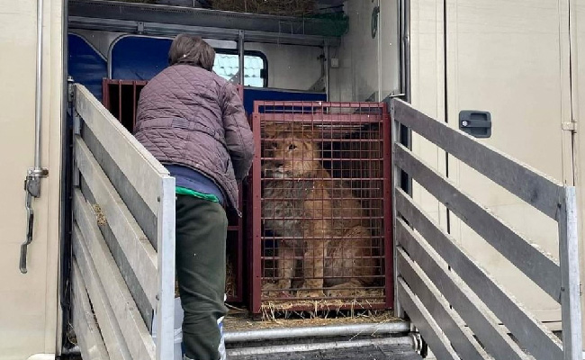 Ukraine से 6 शेर बच कर निकले, रास्ते में मिले रूसी टैंक, Night Club से निकला था एक Lion