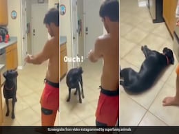 एक्टिंग के मामले में सबका 'बाप' यह Doggy, Video देख हो जाएंगे आप भी इसके दीवाने एक्टिंग के मामले में सबका 'बाप' यह Doggy, Video देख हो जाएंगे आप भी इसके दीवाने