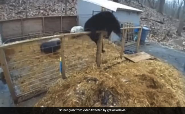 Watch: Pigs Fight Off Bear That Entered Their Enclosure In US