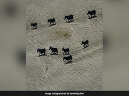 अगर आप हैं बुद्धिमान तो बताइए इसमें कौन सा जानवर है, 99% को घोड़ा लगता है, मगर नहीं है अगर आप हैं बुद्धिमान तो बताइए इसमें कौन सा जानवर है, 99% को घोड़ा लगता है, मगर नहीं है