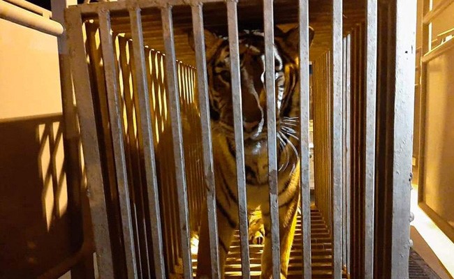 The 2-Day Odyssey Of 6 Lions, Tigers Evacuated From Ukraine To Poland