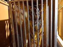 The 2-Day Odyssey Of 6 Lions, Tigers Evacuated From Ukraine To Poland The 2-Day Odyssey Of 6 Lions, Tigers Evacuated From Ukraine To Poland