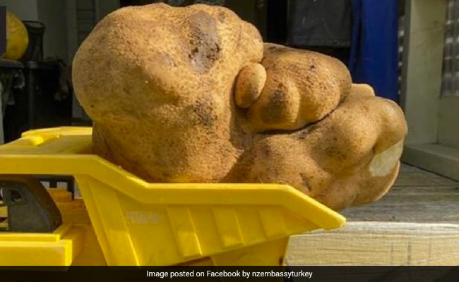 "Not A Potato": Guinness World Records Rejects New Zealand Couple's Application