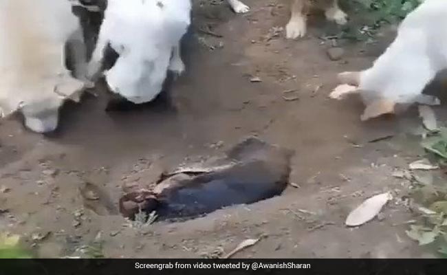 दोस्त को कुछ इस तरह दफना कर दी अंतिम विदाई, वीडियो देख भावुक हो जाएंगे आप