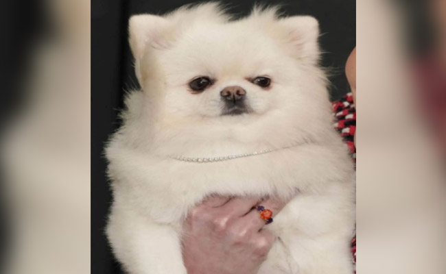 पालतू कुत्ते के लिए इस महिला ने बनवाई 5 करोड़ की खूबसूरत चेन, लोगों ने कहा- लकी है ये Dog!