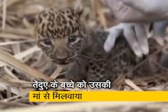 महाराष्ट्र : नासिक में 10 दिन के तेंदुए के बच्चे को वन विभाग ने बचाया, रेस्क्यू कर मां से मिलवाया महाराष्ट्र : नासिक में 10 दिन के तेंदुए के बच्चे को वन विभाग ने बचाया, रेस्क्यू कर मां से मिलवाया