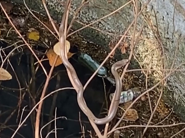 2-feet-long Cobra rescued from abandoned well in Nashik