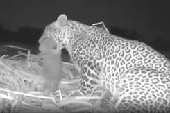 10-Day-Old Leopard Cub Reunited With Mother In Nashik 10-Day-Old Leopard Cub Reunited With Mother In Nashik