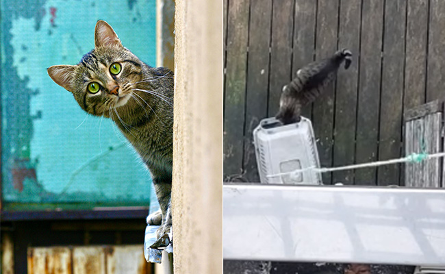 Smart Cat के लिए स्मार्ट 'लिफ्ट', बिल्ली के प्यार में मालिक ने जुगाड़ा एक अनोखा तरीका, देखें Video