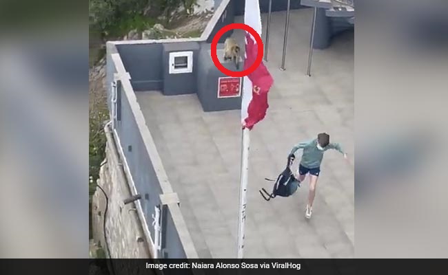 Watch: Chaotic Scenes Unfolded At This Tourist Spot When Monkeys Ran Amok