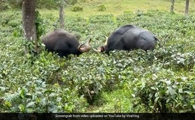 Oh My Gaur: Indian Bison Fight Over Territory In Hair-Raising Video