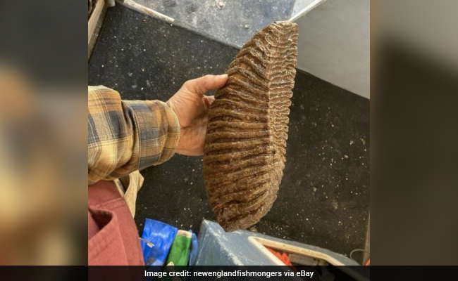 A Rare Catch: Fisherman Reels In 12,000-Year-Old Woolly Mammoth Tooth