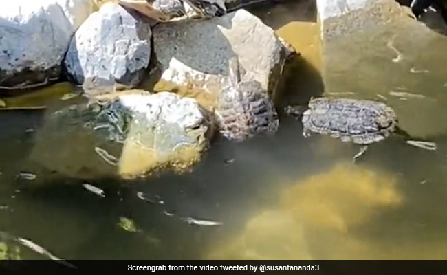 पत्थर पर नन्हा कछुआ चढ़ नहीं पा रहा था, तभी उसके दोस्त ने मदद की, लोगों ने कहा- दोस्त जानते हैं