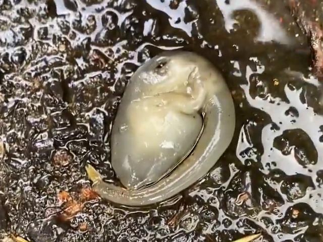 Terrifying 'Alien-Like' Creature Spotted On Sydney Streets