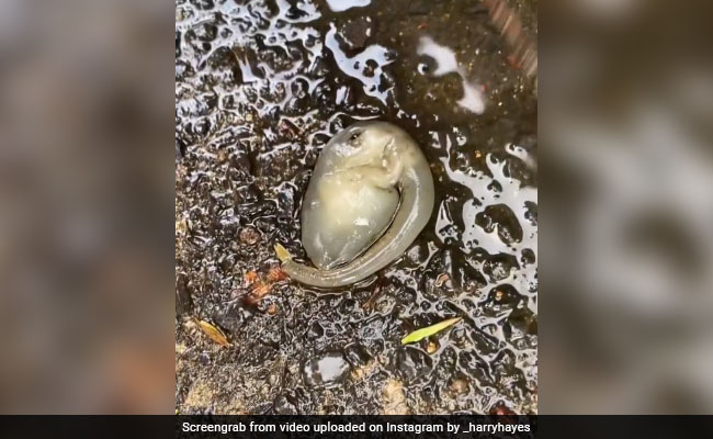 सड़क पर पड़ा मिला अजीबोगरीब प्राणी, देखकर डर गए लोग, सोचा एलियन है लेकिन ये तो...