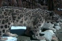Snow Leopard Spotted at National Park in Uttarakhand Snow Leopard Spotted at National Park in Uttarakhand