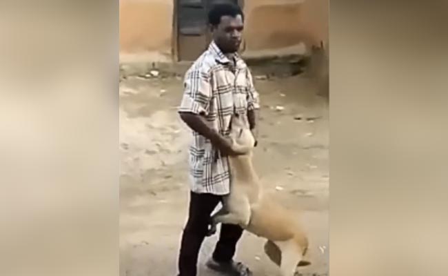 कुत्ते के कान को पकड़ कर मार रहा था शख्स, तभी गाय ने सींग से मारकर लिया बदला, सबने कहा- दर्द सबको होता है