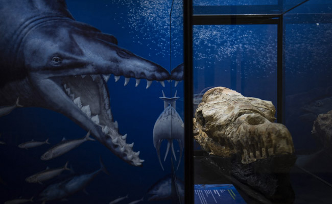 36-Million-Year-Old Whale Fossil Found In Peruvian Desert