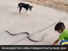 छोटे बच्चे से जान बचाते दिखे सांप की हर कोशिश हुई नाकाम, VIDEO देख अटक जाएगी आपकी भी सांसे छोटे बच्चे से जान बचाते दिखे सांप की हर कोशिश हुई नाकाम, VIDEO देख अटक जाएगी आपकी भी सांसे