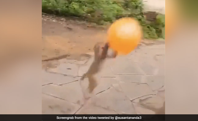बंदर को मिला गुब्बारा, बच्चों की तरह हवा में उछल-उछलकर लगा खेलने, Video देख आपको याद आ जाएगा बचपन