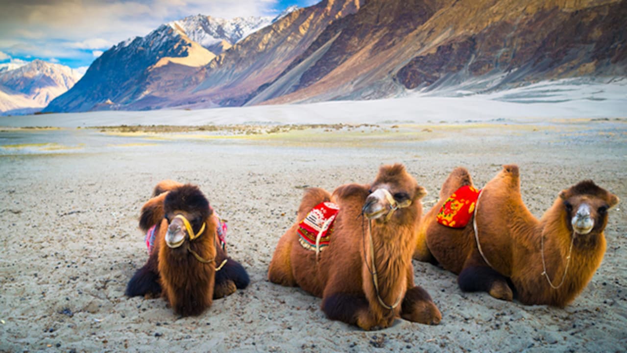 Ladakh's Nubra Valley Could Soon Get Direct Flights. Kargil Readiness Check On Sept 1