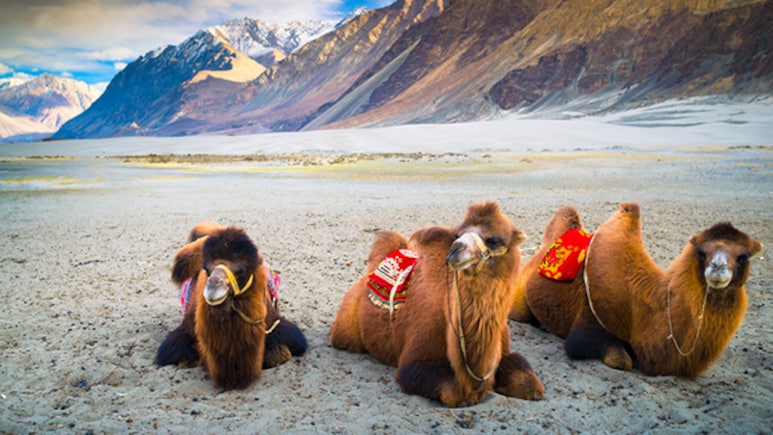 Ladakh's Nubra Valley Could Soon Get Direct Flights. Kargil Readiness Check On Sept 1