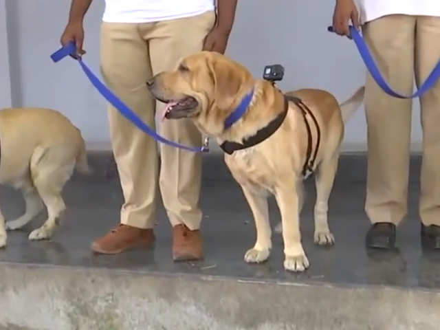 GoPro Cameras Fitted On RPF Sniffer Dogs In Bengaluru