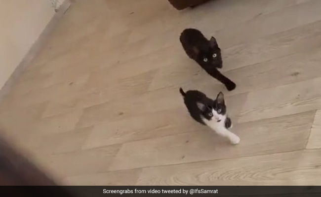 अंग्रेजी गाने पर इन दो बिल्लियों की ऐसी कैटवॉक की चकरा गया लोगों का सिर, बोले- कहां से आई हैं ये...