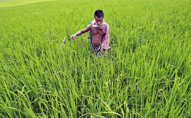 Government To Give Additional Fertiliser Subsidy To Farmers In 2022-23