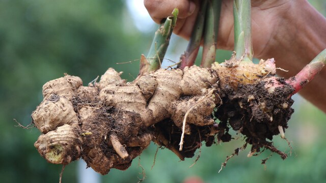 Consuming ginger in hot water or directly, might better the symptoms of heartburn