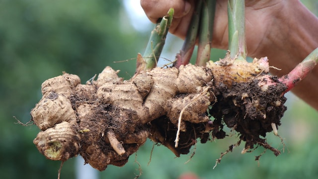 Consuming ginger in hot water or directly, might better the symptoms of heartburn