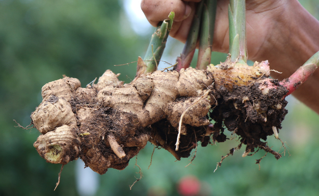 Consuming ginger in hot water or directly, might better the symptoms of heartburn