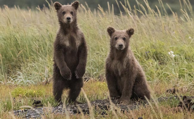 California Family Discovers Five Bears Hibernating Under Their House After Hearing "Odd Snoring-Like Noises"