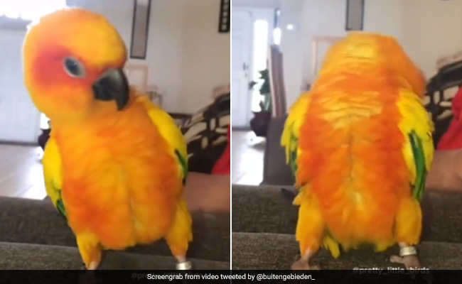 मदहोश होकर तोते ने किया ऐसा डांस, Video देख आप भी कहेंगे- वाह क्या बात है