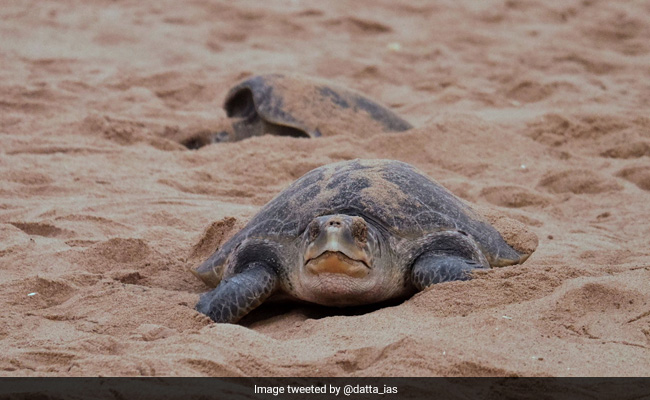 Over 10 Lakh Olive Ridley Turtles Sweep Odisha Nesting Sites