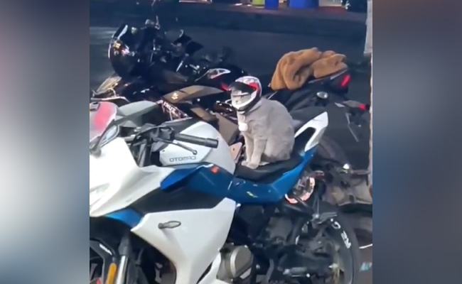 साधारण कैट नहीं ये है सुपर कैट, हेलमेट लगाकर करती है बाइक राइड, स्वैग देख दीवाने हुए लोग